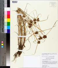 Cyperus sanguinolentus image