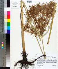 Cyperus setigerus image