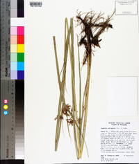 Cyperus setigerus image