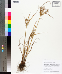 Cyperus sphacelatus image