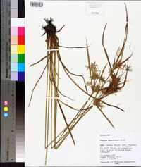 Cyperus sphacelatus image