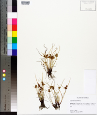 Cyperus squarrosus image