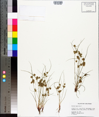 Cyperus squarrosus image