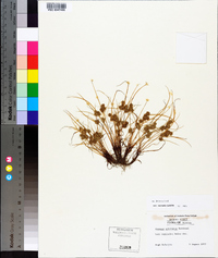 Cyperus squarrosus image