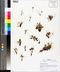 Cyperus squarrosus image