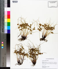 Cyperus squarrosus image