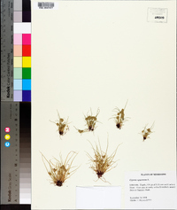 Cyperus squarrosus image