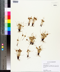 Cyperus squarrosus image