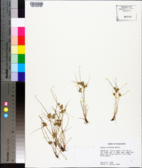 Cyperus squarrosus image