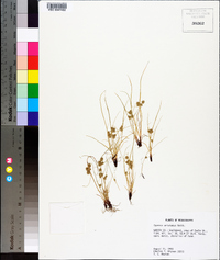 Cyperus squarrosus image