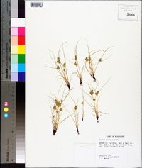 Cyperus squarrosus image