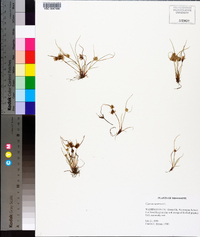 Cyperus squarrosus image