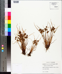 Cyperus squarrosus image