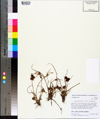 Cyperus squarrosus image