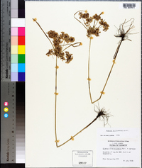 Cyperus surinamensis image