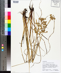 Cyperus surinamensis image