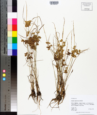 Cyperus surinamensis image