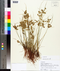 Cyperus surinamensis image