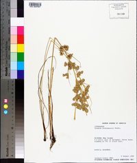 Cyperus surinamensis image