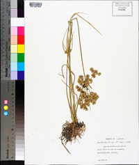 Cyperus surinamensis image