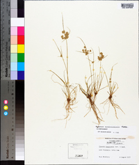 Cyperus surinamensis image