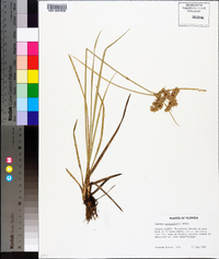 Cyperus surinamensis image