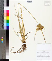 Cyperus surinamensis image