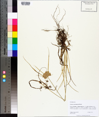 Cyperus surinamensis image