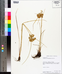 Cyperus surinamensis image