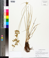 Cyperus surinamensis image