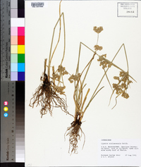 Cyperus surinamensis image