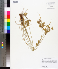 Cyperus surinamensis image