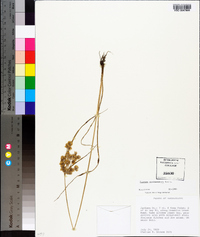 Cyperus surinamensis image