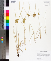 Cyperus surinamensis image