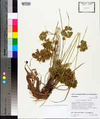 Cyperus surinamensis image