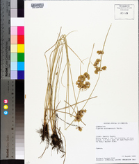 Cyperus surinamensis image