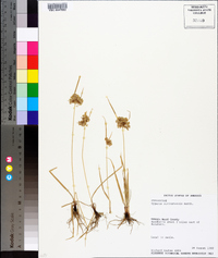 Cyperus surinamensis image