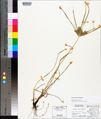 Cyperus tenuis image