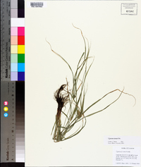 Cyperus tenuis image