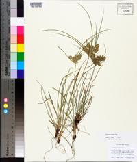 Cyperus tenuis image