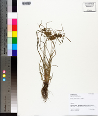 Cyperus tenuis image