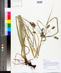 Cyperus tetragonus image