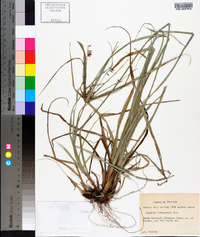 Cyperus tetragonus image