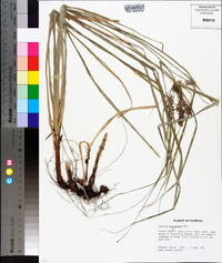 Cyperus tetragonus image