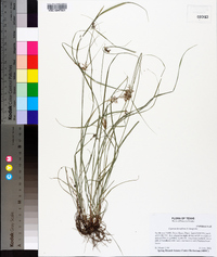 Cyperus thyrsiflorus image