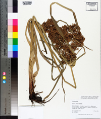 Cyperus virens image