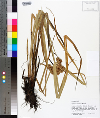 Cyperus virens image