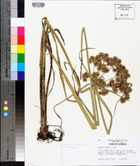 Cyperus virens image