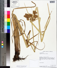 Cyperus virens image