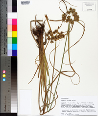 Cyperus virens image